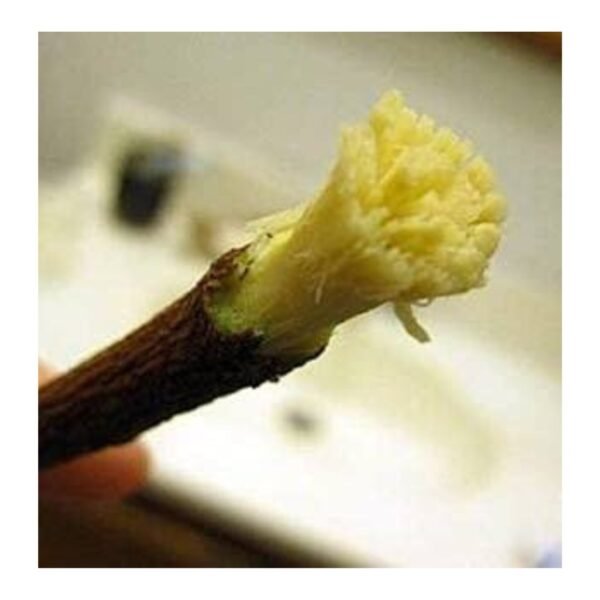 neem stick for teeth