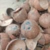 coconut shells for sale