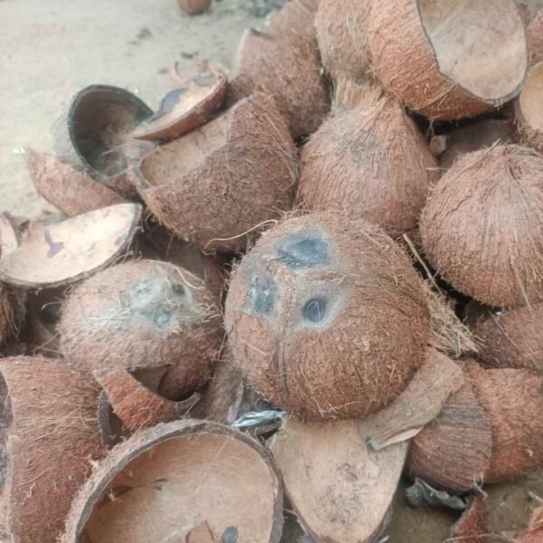coconut shells for sale