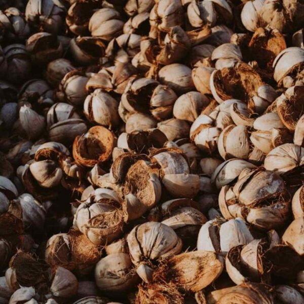 coconut husk online shop